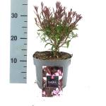 Gaura l. Baby Butterfly Dark Pink