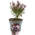 Gaura l. Baby Butterfly Dark Pink