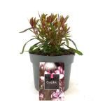 Gaura l. Baby Butterfly Dark Pink