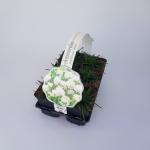 Armeria mar. 'Alba'