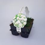 Armeria mar. 'Alba'