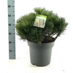 Pinus mugo pumilio