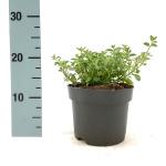 Nepeta 'Walker's Low'