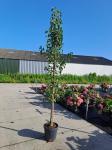 Pyrus calleryana 'Chanticleer'