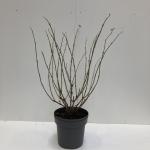 Sambucus nigra Golden Tower