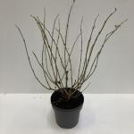 Sambucus nigra Golden Tower