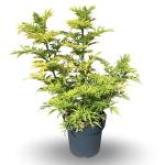 Sambucus nigra Golden Tower