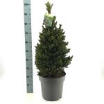 Picea a. 'Will's Zwerg'