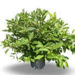Cephalanthus occidentalis