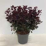 Cotinus cog. 'Lilla'