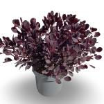 Cotinus cog. 'Lilla'