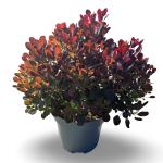 Cotinus cog. 'Lilla'