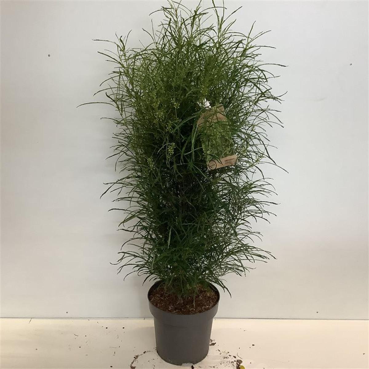 Frangula alnus Fine Line