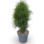 Frangula alnus Fine Line