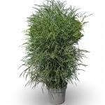 Frangula alnus Fine Line