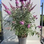 Buddleja davidii
