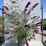 Buddleja davidii