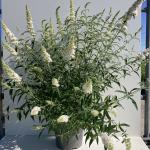 Buddleja davidii