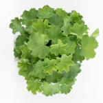 Alchemilla mollis