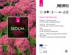 Sedum 'Herbstfreude'