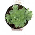 Sedum 'Herbstfreude'
