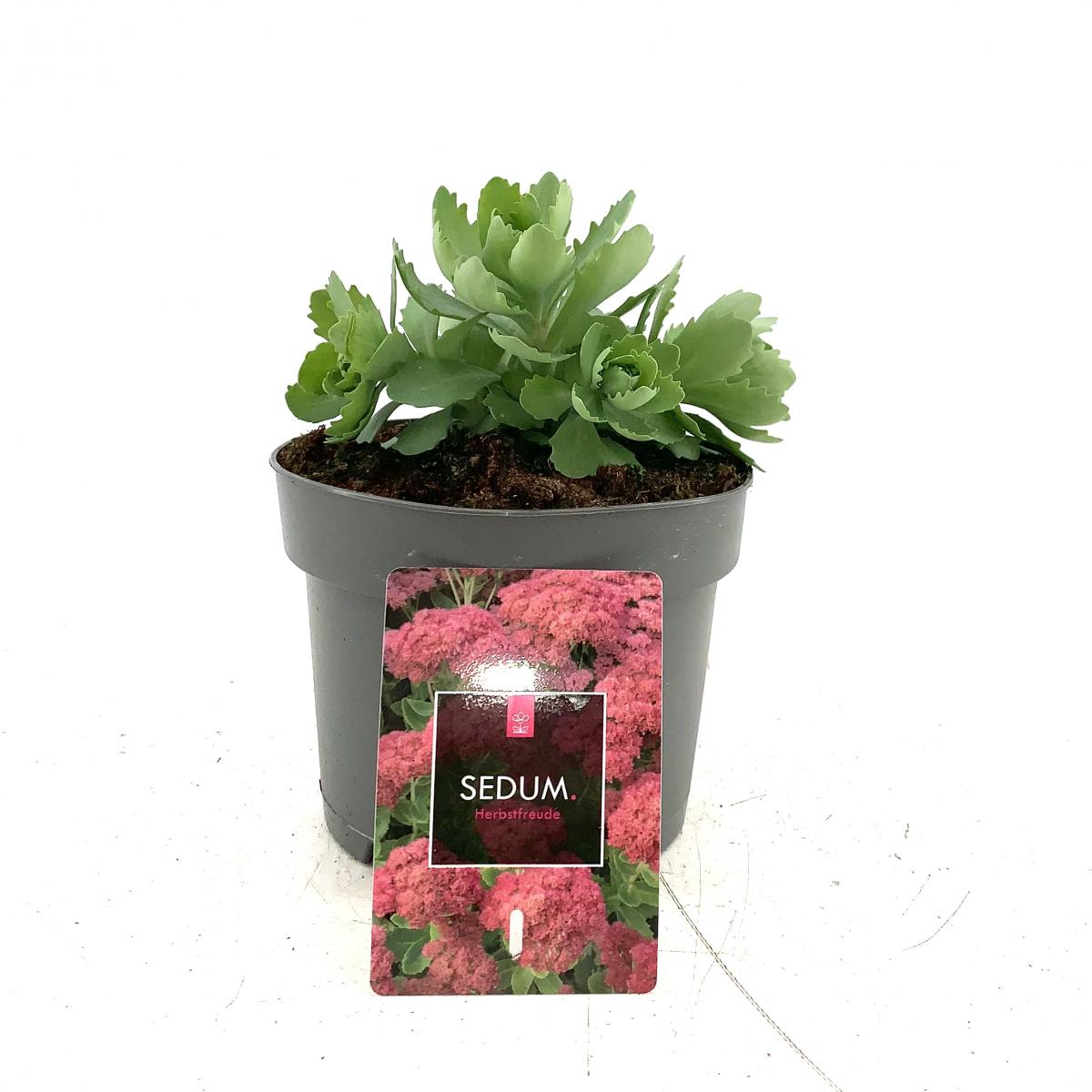 Sedum 'Herbstfreude'