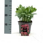 Sedum 'Herbstfreude'