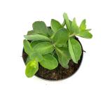 Sedum 'Herbstfreude'