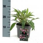 Echinacea p. 'Magnus'