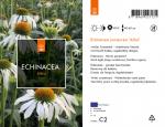 Echinacea p. 'Alba'