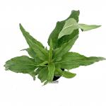 Echinacea p. 'Alba'
