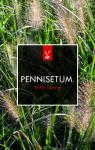 Pennisetum al. 'Little Bunny'