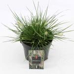 Pennisetum al. 'Little Bunny'