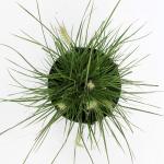 Pennisetum al. 'Little Bunny'