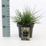 Pennisetum al. 'Little Bunny'