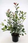 Photinia fraseri 'Red Robin'