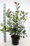 Photinia fraseri 'Red Robin'