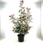 Photinia fraseri 'Red Robin'