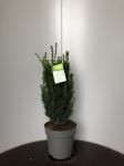 Taxus media 'Hillii'