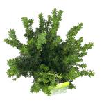 Taxus media 'Hillii'