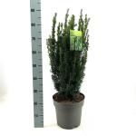 Taxus media 'Hillii'