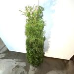 Thuja occ. 'Brabant'