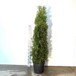 Thuja occ. 'Brabant'