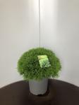 Thuja occ. 'Danica'
