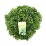 Thuja occ. 'Danica'