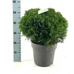 Thuja occ. 'Danica'