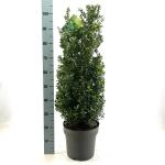 Ilex crenata 'Caroline Upright'