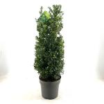 Ilex crenata 'Caroline Upright'