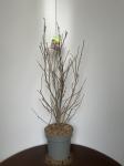 Magnolia 'Susan'