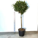 Prunus l. 'Caucasica', bol